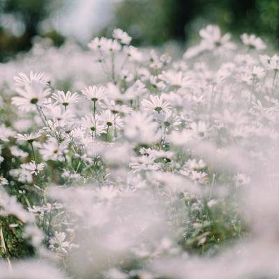 问题公司步步走低 130股市值不足20亿